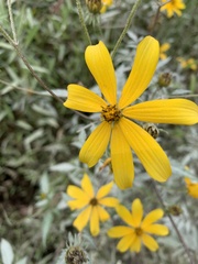 Coreopsis major