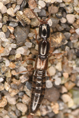 Xantholininae