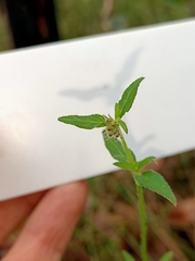 Opercularia hispidula