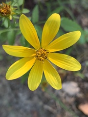 Coreopsis major