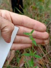 Opercularia hispidula