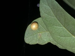 Belonocnema treatae