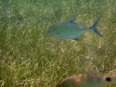 Caranx melampygus
