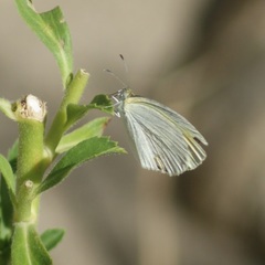 Eurema daira