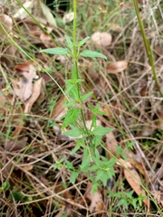 Opercularia hispidula