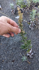 Artemisia suksdorfii