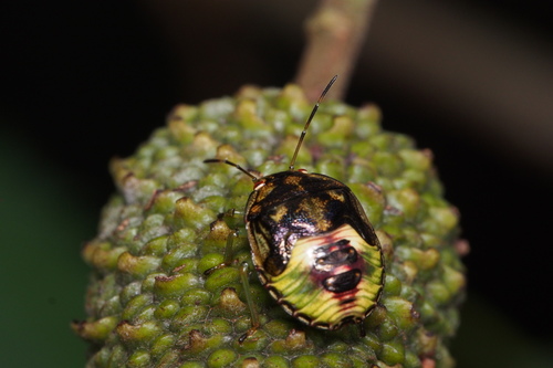 Oriental Stink Bug