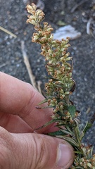 Artemisia suksdorfii