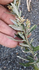 Artemisia suksdorfii