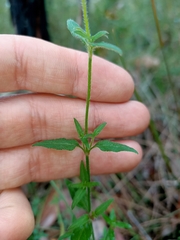 Opercularia hispidula