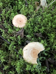 Lactarius chrysorrheus