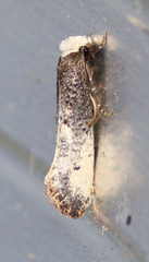 Tinea occidentella