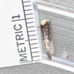 Tinea occidentella