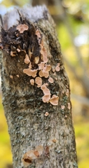 Aleurodiscus oakesii