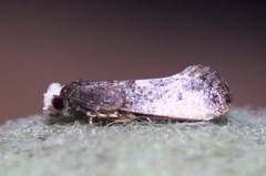 Tinea occidentella