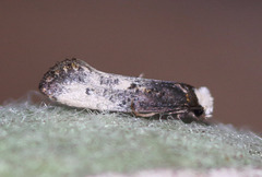 Tinea occidentella