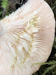 Lactarius chrysorrheus