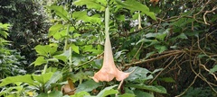 Brugmansia