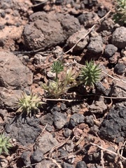 Ceratocephala testiculata