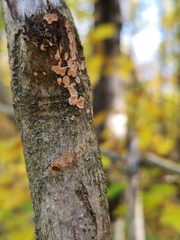 Aleurodiscus oakesii