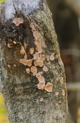 Aleurodiscus oakesii