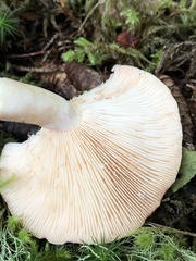 Lactarius chrysorrheus