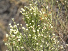 Baccharis sergiloides