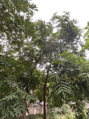 Adenanthera pavonina