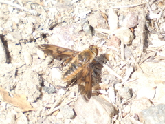 Poecilanthrax arethusa