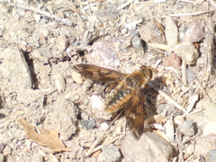 Poecilanthrax arethusa