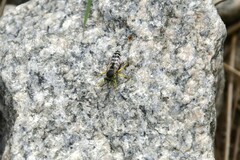 Bembix americana spinolae