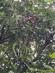 Adenanthera pavonina