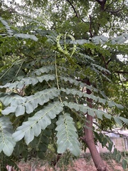 Adenanthera pavonina