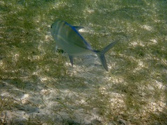 Caranx melampygus