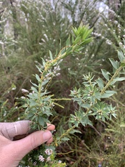 Pultenaea reticulata