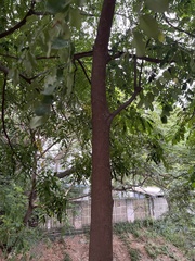 Adenanthera pavonina