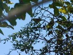 Sporophila