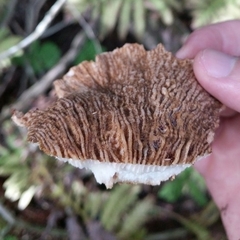 Hypomyces lateritius