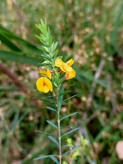 Eutaxia myrtifolia