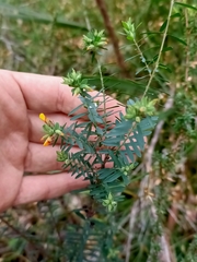 Eutaxia myrtifolia