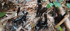 Xylaria
