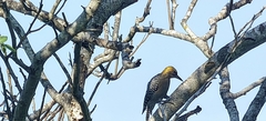 Melanerpes chrysogenys