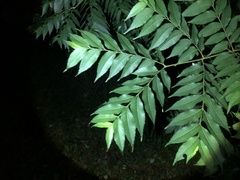 Sapindaceae