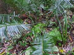 Lepidozamia peroffskyana