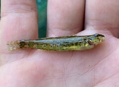 Etheostoma zonale