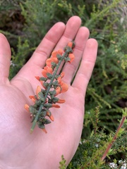 Sphaerolobium grandiflorum