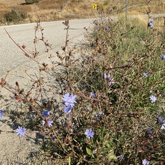 Cichorium intybus