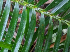 Lepidozamia peroffskyana