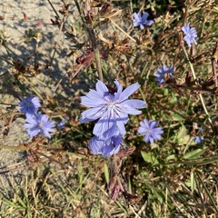 Cichorium intybus