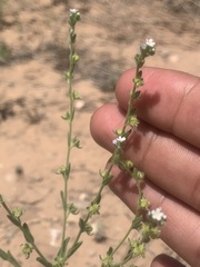 Lappula occidentalis